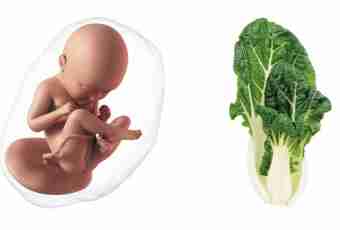 32 weeks of pregnancy: feelings, development of a fruit